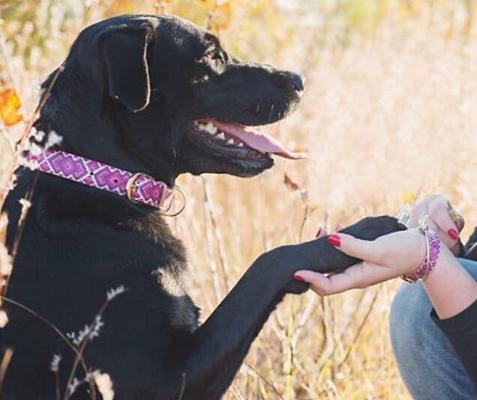 Show full view: FriendshipCollar Pedigree Princess Leather Dog Collar with Friendship Bracelet, X-Small: 11 to 14-in neck, 3/4-in wide slide 7 of 10