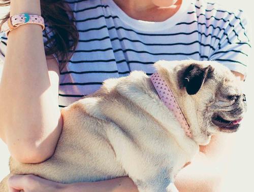 Show full view: FriendshipCollar Puppy Love Leather Dog Collar with Friendship Bracelet, Large: 17 to 20-in neck, 1-in wide slide 4 of 10