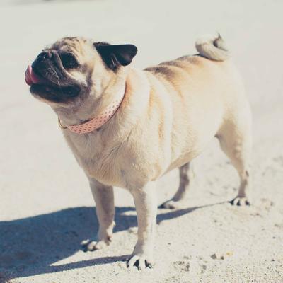 Show full view: FriendshipCollar Puppy Love Leather Dog Collar with Friendship Bracelet, Large: 17 to 20-in neck, 1-in wide slide 5 of 10