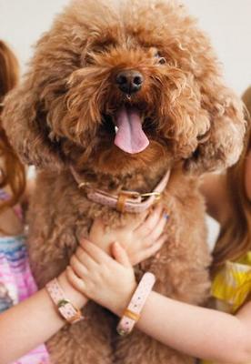 Show full view: FriendshipCollar Puppy Love Leather Dog Collar with Friendship Bracelet, Large: 17 to 20-in neck, 1-in wide slide 6 of 10