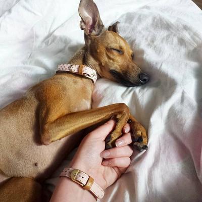 Show full view: FriendshipCollar Puppy Love Leather Dog Collar with Friendship Bracelet, Large: 17 to 20-in neck, 1-in wide slide 8 of 10