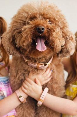 Show full view: FriendshipCollar Puppy Love Leather Dog Collar with Friendship Bracelet, Small: 13 to 16-in neck, 1-in wide slide 5 of 9