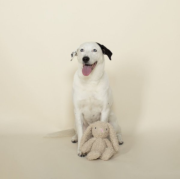Fringe Studio Bunny-Saurus-Plush Dog Toy
