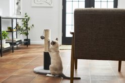 Frisco 21-in Sisal Cat Scratching Post with Toy & Groomer, Gray, 1 count