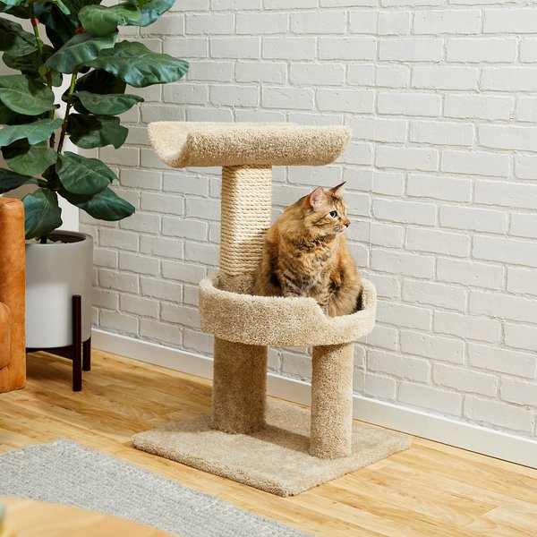 FRISCO 32-in Real Carpet Solid Wood Cat Tree with Toy, Beige - Chewy.com