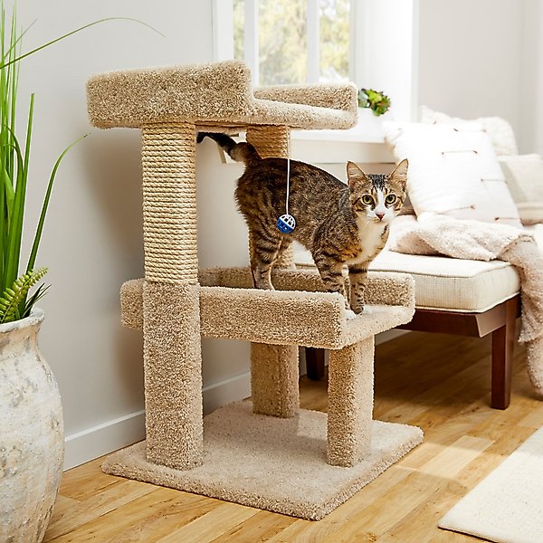 FRISCO 32-in Real Carpet Solid Wood Cat Tree with Toy, Beige - Chewy.com