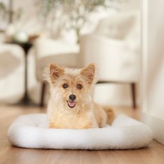 Frisco Adjustable Electrical Dog & Cat Heated Crate Mat with Timer, White, 30"