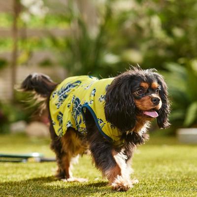 Show full view: Frisco Aloha Palm Leaf Dog & Cat Dress, Green, Large slide 6 of 9