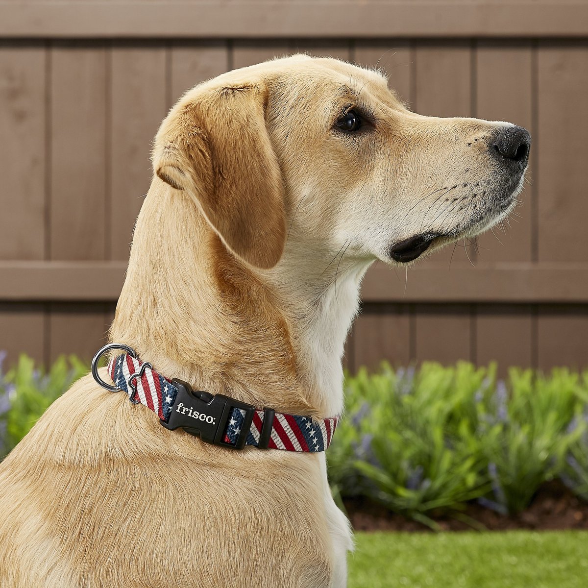 Frisco Americana Dog Collar