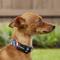 Show in main carousel: Frisco American Flag Polyester Personalized Dog Collar, X-Small: 8 to 12-in neck, 5/8-in wide slide 5 of 6