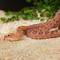 Show in main carousel: Frisco Aspen Snake Bedding, 24-qt slide 4 of 5