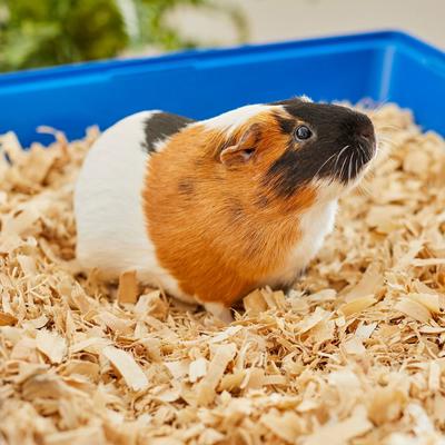 Show full view: Frisco Aspen Wood Small Pet Bedding, 141-L, bundle of 2 slide 5 of 7