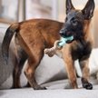 Show in main carousel: Frisco Bacon Flavored Interlocking Bone Nylon & TPR Dental Teether Chew Puppy Toy for Moderate Chewers, Small slide 5 of 10