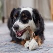Show in main carousel: Frisco Bacon Flavored Wishbone Nylon Chew Dog Toy for Heavy Chewers, Large slide 5 of 10