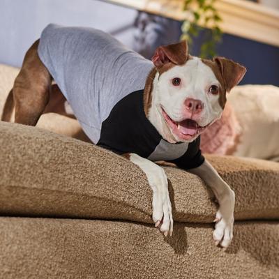 Show full view: Frisco Baseball Dog & Cat T-Shirt, Black, Large slide 6 of 9