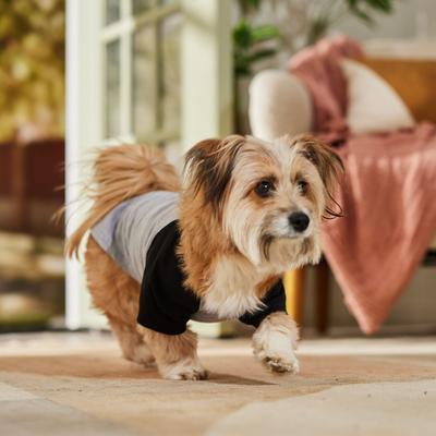 Show full view: Frisco Baseball Dog & Cat T-Shirt, Black, Medium slide 7 of 10