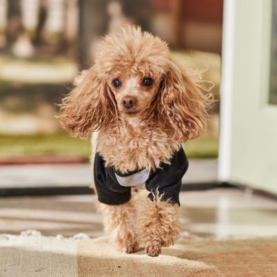 Show full view: Frisco Baseball Dog & Cat T-Shirt, Black, Small slide 7 of 10