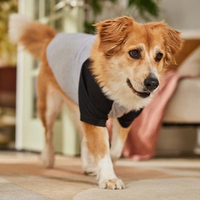 Show full view: Frisco Baseball Dog & Cat T-Shirt, Black, X-Large slide 6 of 9