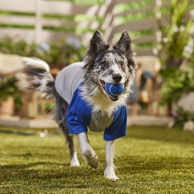 Show full view: Frisco Baseball Dog & Cat T-Shirt, Blue, X-Large slide 6 of 9