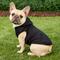 Show in main carousel: Frisco Basic Dog & Cat Hoodie, Black, Medium slide 7 of 10