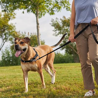 Show full view: Frisco Basic No Pull Harness, Black/Gray, LG slide 5 of 8