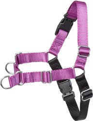 Frisco Basic No Pull Harness, Black/Purple, XL
