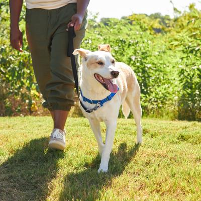 Show full view: Frisco Basic No Pull Harness, Navy/Blue, XL slide 5 of 8