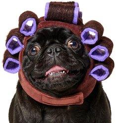 Frisco Beauty Parlor Spa Hair Curler Dog & Cat Costume Accessory, Medium/Large