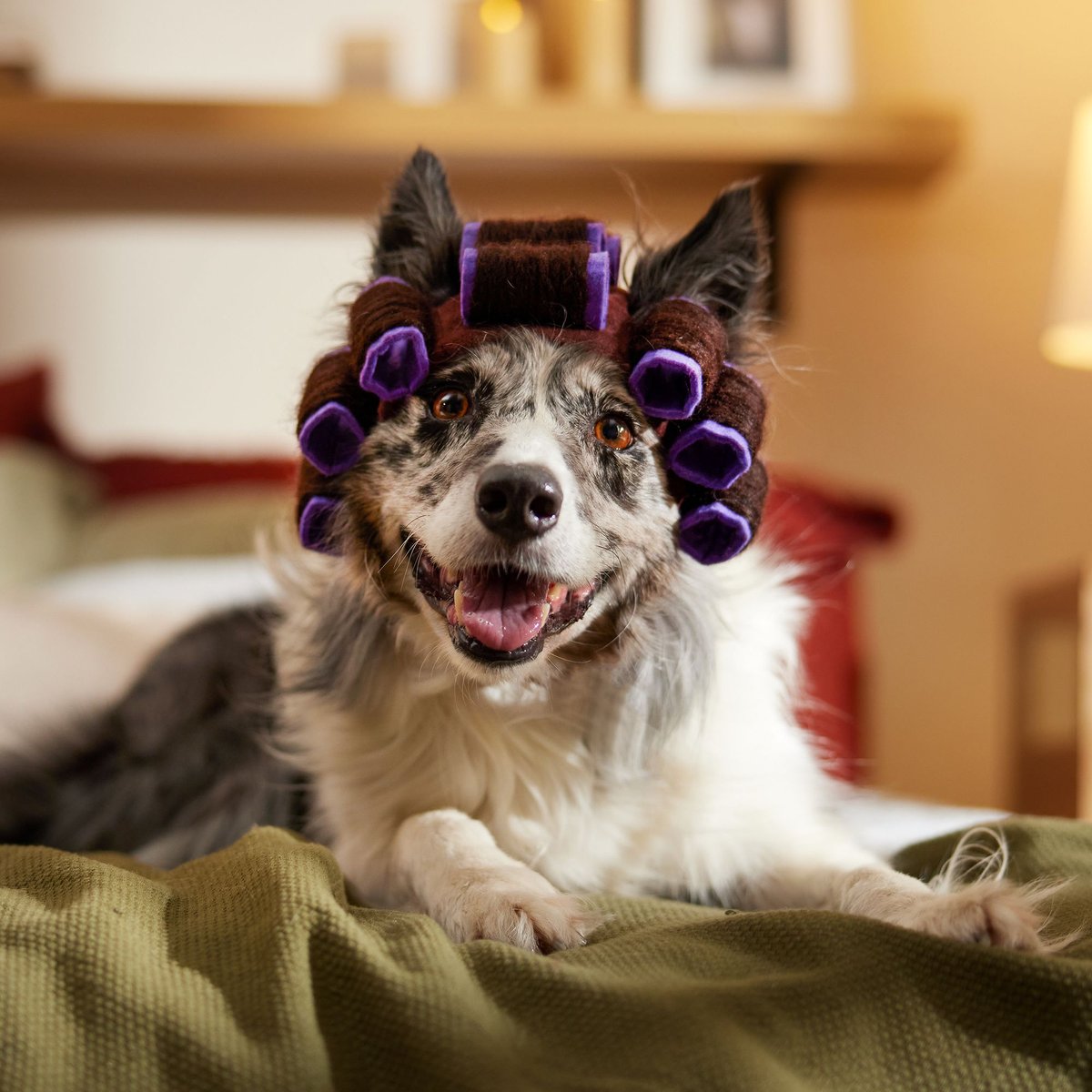 Frisco Beauty Parlor Spa Hair Curler Dog & Cat Costume Accessory