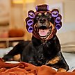 Show in main carousel: Frisco Beauty Parlor Spa Hair Curler Dog & Cat Costume Accessory, X-Large/XX-Large slide 6 of 9