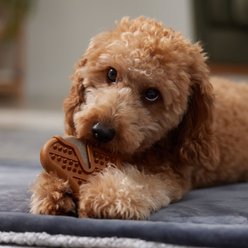 Frisco Beef Flavored Steak Rubber & Nylon Chew Dog Toy for Heavy Chewers, Small/Medium slide 2 of 8