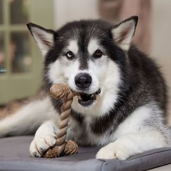 Frisco Beef Flavored Twist Bone Nylon Chew Dog Toy for Heavy Chewers, X-Large slide 2 of 8