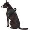 Show in main carousel: Frisco Big Dog Harness, M - Girth: 21 - 25-in slide 6 of 8