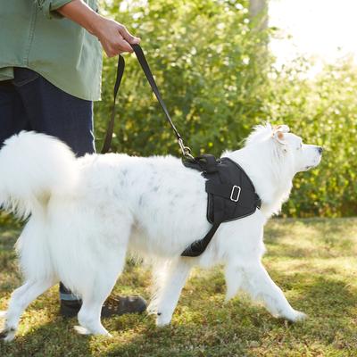 Show full view: Frisco Big Dog Harness, XL - Girth: 28 - 38-in slide 7 of 8