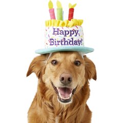 Frisco Birthday Cake Dog & Cat Hat, Medium/Large