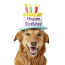 Frisco Birthday Cake Dog & Cat Hat, Medium/Large