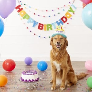 Frisco Birthday Cake Dog & Cat Hat, X-Small/Small