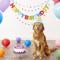 Show in main carousel: Frisco Birthday Cake Dog & Cat Hat, X-Small/Small slide 5 of 8
