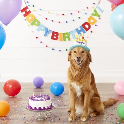 Show full view: Frisco Birthday Cake Dog & Cat Hat, X-Small/Small slide 5 of 8