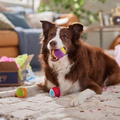 Show full view: Frisco Birthday Fetch Squeaky Tennis Ball Dog Toy, Medium, 3 count slide 6 of 8