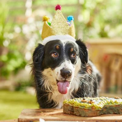 Show full view: Frisco Birthday Glitter Crown Dog & Cat Hat, Medium/Large slide 6 of 8