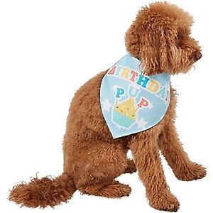 Frisco Birthday Pup Dog & Cat Bandana, Medium/Large