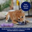 Show in main carousel: Frisco Birthday TPR Fetch Bone Squeaky Dog Toy, Medium/Large, 2 count slide 5 of 7