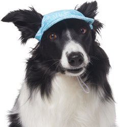 Frisco Blue Ocean Waves 30 + UPF Dog & Cat Beach Cap, X-Large/XX-Large
