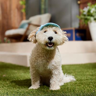 Show full view: Frisco Blue Ocean Waves 30 + UPF Dog & Cat Beach Cap, X-Small/Small slide 6 of 9