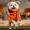 Show in main carousel: Frisco Bonded Wind & Water Resistant Dog & Cat Coat With Removable Hood, Orange, Medium slide 8 of 11
