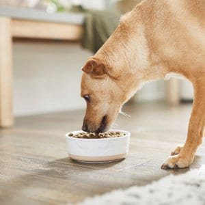 Frisco Bones Non-skid Ceramic Dog & Cat Bowl, Small: 2 cup, 1 count