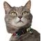 Show in main carousel: Frisco Breakaway Cat Collar with Bell, Diagonal Night Stripe, 8 to 12-in neck, 3/8-in wide slide 5 of 9