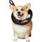 Show in main carousel: Frisco Breakfast Skillet Dog & Cat Costume, Medium/Large slide 1 of 9
