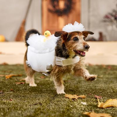 Show full view: Frisco Bubble Bath with Rubber Duck Dog & Cat Costume, Large slide 7 of 10